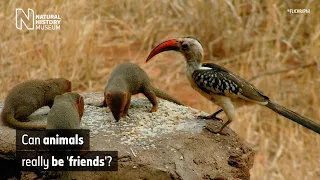 The mutualistic relationship of the dwarf mongoose and hornbill | Natural History Museum