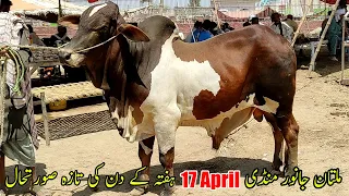 Multan Cow Mandi Khobsorat Heavy Bulls Latest Price Update | SS Tv |