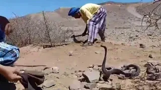 أخطر عملية صيد أفاعي🐍🐍 الكوبرا القاتلة تحت الأرض في المغرب مع عباس العيساوي أوفيسيال