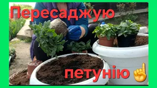 Пересаджую сурфінії та петунії  в великі кашпо .Що та куди .Склад грунту , чим обробляю. #петуния