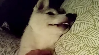 Husky loves scratches