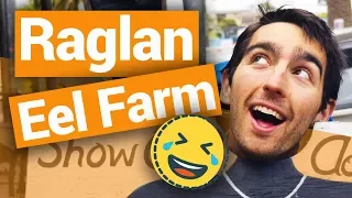 🐟 Raglan Eel Farm - New Zealand's Biggest Gap Year – Backpacker Guide New Zealand