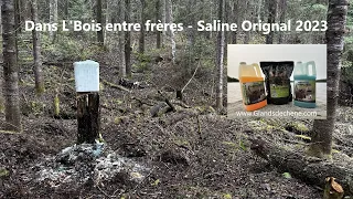 Saline Orignal 2023 - Dans l'bois entre frères