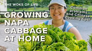 Growing Napa Cabbage at Home - Common problems & Chinese cooking tips! | The Woks of Life