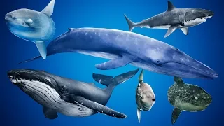 UE4 Ocean Animals Pack Vol.2