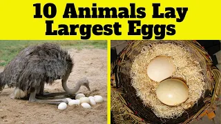 🥚10 Biggest Egg Laying Animals! 🦢🐢🦖 Learn Fun Facts for Kids!  WHO lays the GIANTEST Eggs?