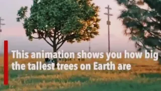 A comparison of the tallest trees on our planet. |world's tallest |. Tree facts compared to humans.