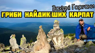 Грибний Похід У Дуже Диких Горах.