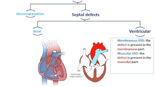 Embryology of the Heart - Congenital anomalies (Dr. Ahmed Farid)