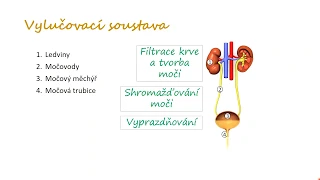 Vylučovací soustava, 5. třída