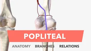 Popliteal Artery - Anatomy, Branches & Relations