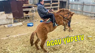 АСАУ ҮЙРЕТУ,ҚҰЛА ҚАСҚА ҚЫРСЫҚ.horse training