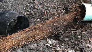 Why Do Roots Grow in PVC PIPE?