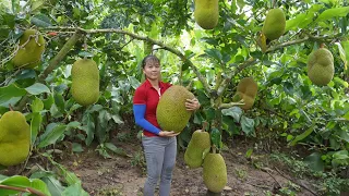 Harvest Giant Ripe Jack fruit goes to market sell, Cook jackfruit sticky rice | Anh Free Bushcraft