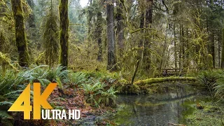 4K Stream in the Hoh Rain Forest | 3 HOURS Relaxing Water Sounds For Relax & Study