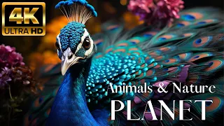 Animals & Nature Planet 4K 🐾 Discovery Relaxation Wonderful Wildlife Movie
