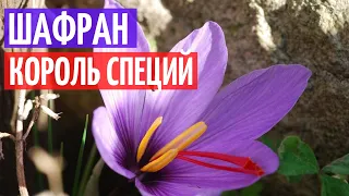 Шафран. Польза и рецепты. Самая дорогая специя I Herbals-ua.com