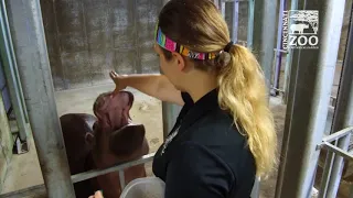 Fiona is One Smart Baby Hippo (Fiona Show S3 Ep 4) Cincinnati Zoo