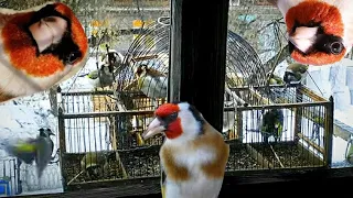 HOW TO CATCH BIRDS? (goldfinches) on the CAGE #Zapadok #goldfinch #الحسون #jilguero #stehlík