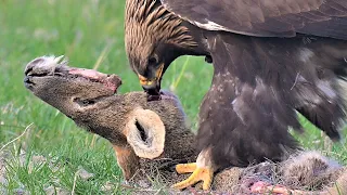 야생 검독수리의 고라니 사냥!! golden eagle hunting deer