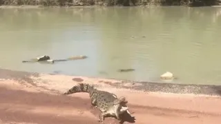 Hungry Crocodile eating fish