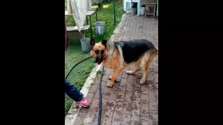 Моя собака ловит мыльные пузыри)