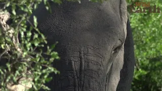 WildEarth - Sunrise Safari - 29 December 2021