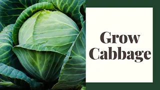 Grow Delicious Cabbage For Beginners Zone 6