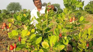 Kaju farming information.(godambi tree) in Karnataka#fruitssupplyindia