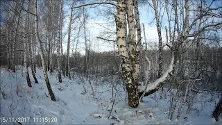 Эстонская гончая,Гоняем зайцев.