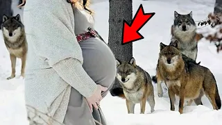 Дикие волки спасли беременную женщину во время бури и помогли ей родить!