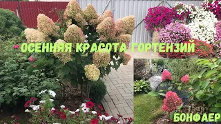 Осенняя красота гортензий. Бонфаер.