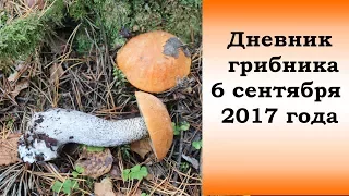 Дневник грибника 6 сентября 2017 года.