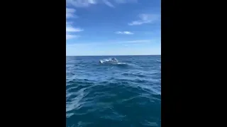 Scène rare en baie des Sables-d'Olonne : un banc de dauphins accompagne les utilisateurs de jet-skis
