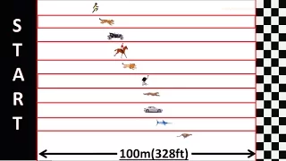 Speed Comparison : Race Simulation