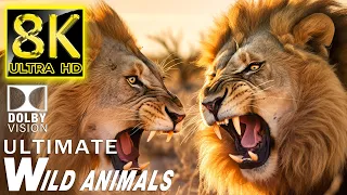 Ultimate Wild Animals Collection | 8K HDR Immersive 60FPS Dolby Vision