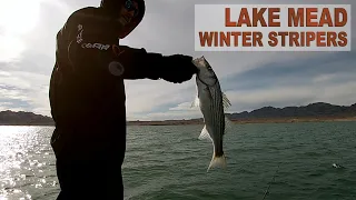 Deep Jigging for Striped Bass at Echo Bay Winter Fishing LAKE MEAD NEVADA