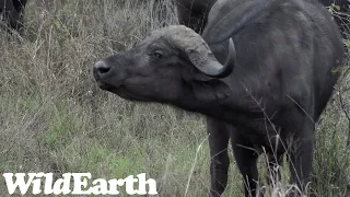 WildEarth - Sunset Safari - 03 Nov 2022