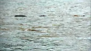 The Loch Ness Monster 2012