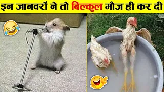 🤣दुःख दर्द कष्ट फिर भी ये जानवर मस्त 😂😜....Funny Animals Video 2022(Part-7)