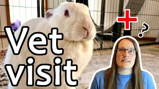 RABBIT VET VISIT - Bunny health updates for Apollo, what's next for him?