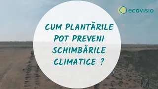 Schimbările climatice și Împădurirea