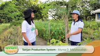 Sorjan Production System