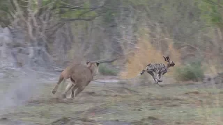 Wild Dogs vs. Lions, Moremi