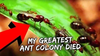 My Favourite Ant Colony Died | Vlog #726