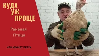 Петух порвал курицу, раненая птица, жизнь курятника