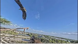 SWFL Eagles ~ Immature Eagle Follows E23 & Lands On Treetop! E23 Defends! Amazing Closeups 💕 4.26.24