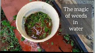 The magic of weeds in water/ how to make an organic fertilizer using weeds and water