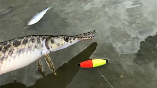 How To Catch Gar