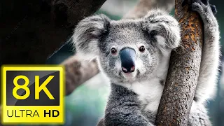 Animal World 8K - Die besten erstaunlichen Tiere 8K Ultra HD / 8K TV